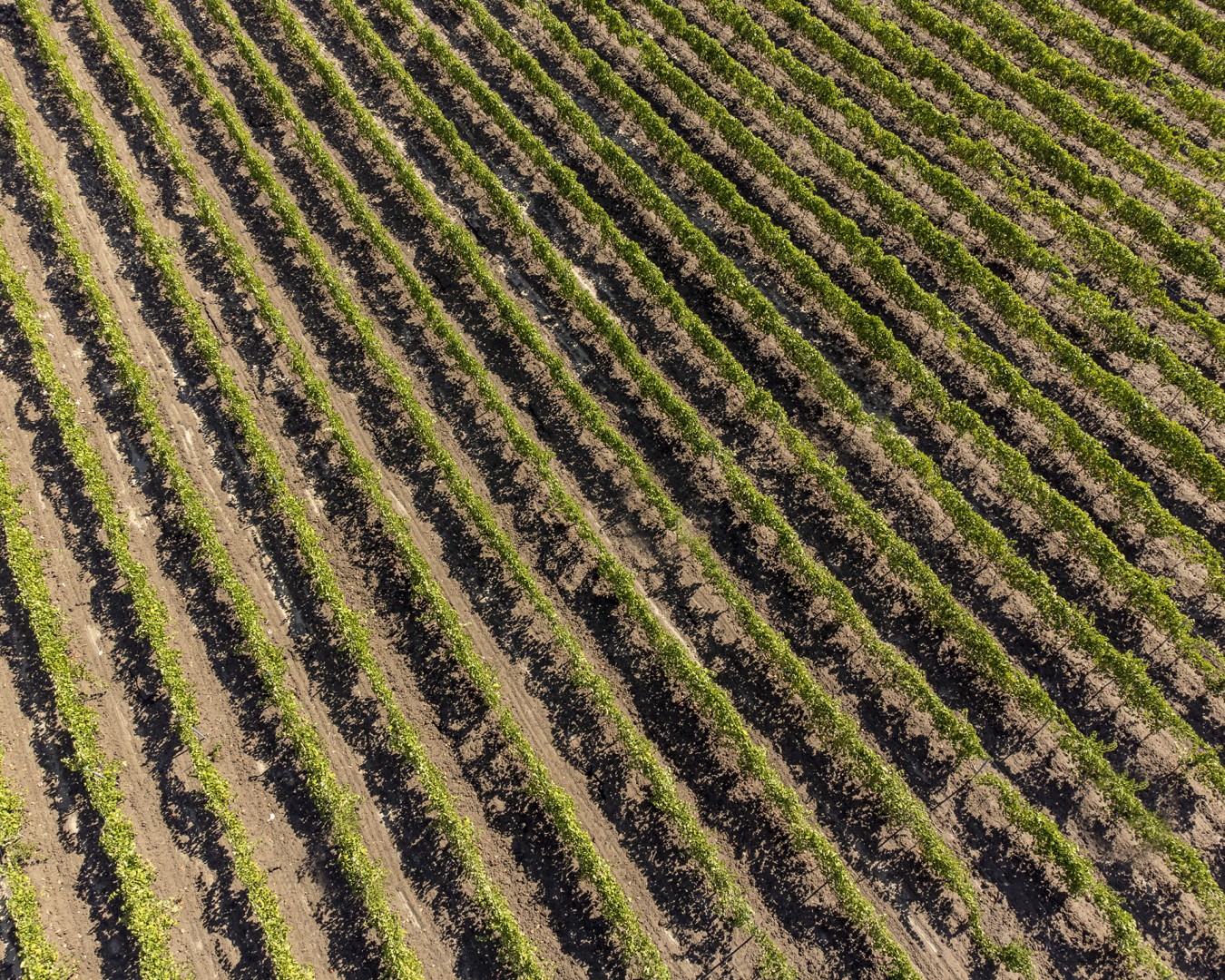 Celso, agosto 2022 - reportage vigna, alba - (Ph © Giorgio Salvatori) - panoramiche, drone