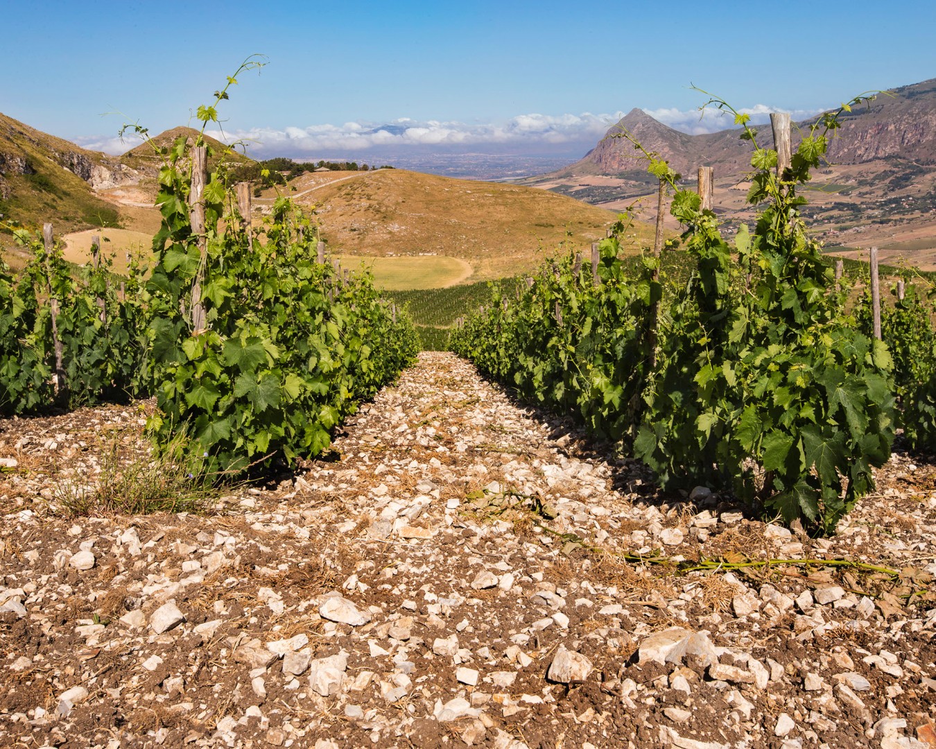 Reportage e Landscape fotografico Libera Terra - Sicilia Giugno 2017 - Ph © GIORGIO SALVATORI - nella foto vigna di Portella della Ginestra, Piana degli Albanesi (PA)