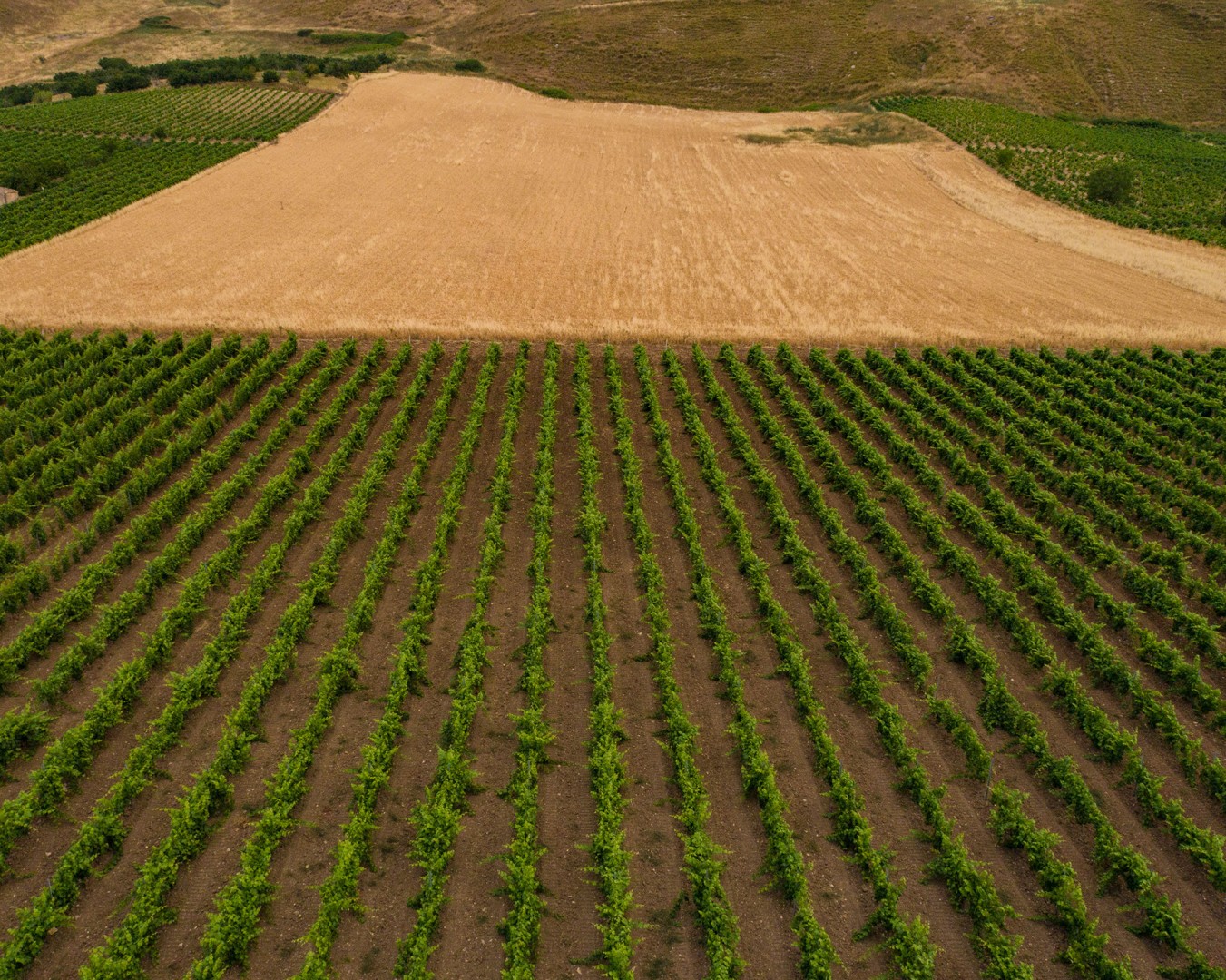 LIBERA TERRA MEDITERRANEA - VIGNE località KAGGIO (monreale) uvaggio carricante - Giugno 2021- (Ph © Giorgio Salvatori)