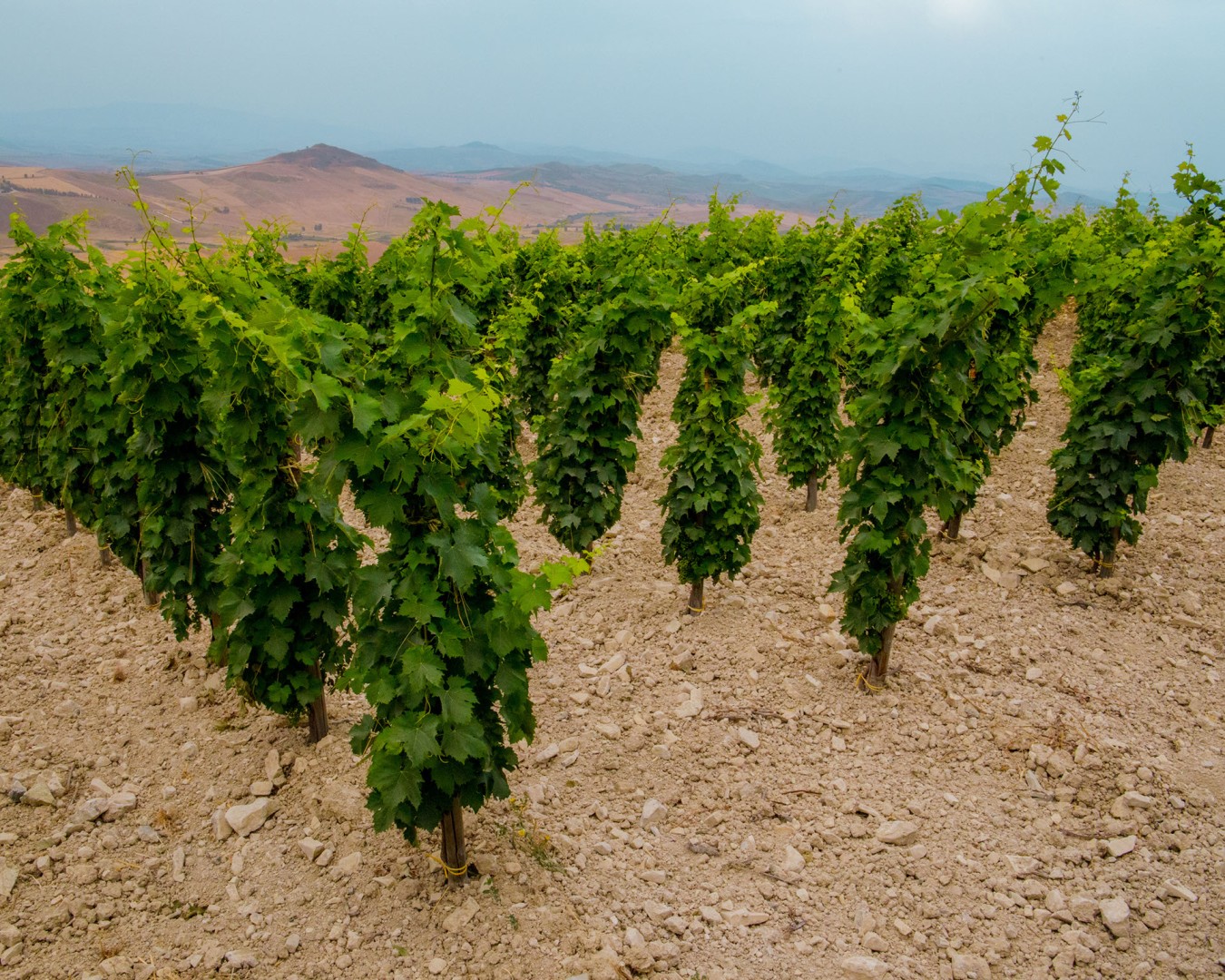 LIBERA TERRA MEDITERRANEA - VIGNE località KAGGIO (monreale) uvaggio carricante - Giugno 2021- (Ph © Giorgio Salvatori)