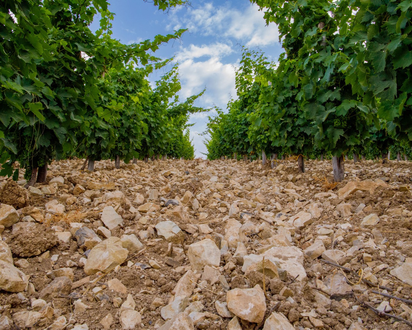 LIBERA TERRA MEDITERRANEA - VIGNE località KAGGIO (monreale) uvaggio carricante - Giugno 2021- (Ph © Giorgio Salvatori)