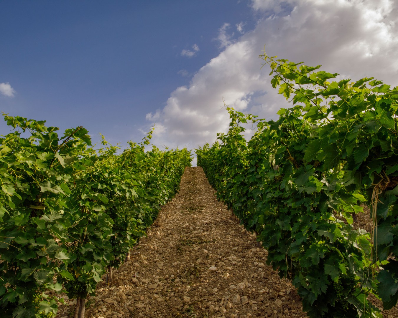 LIBERA TERRA MEDITERRANEA - VIGNE località KAGGIO (monreale) uvaggio carricante - Giugno 2021- (Ph © Giorgio Salvatori)