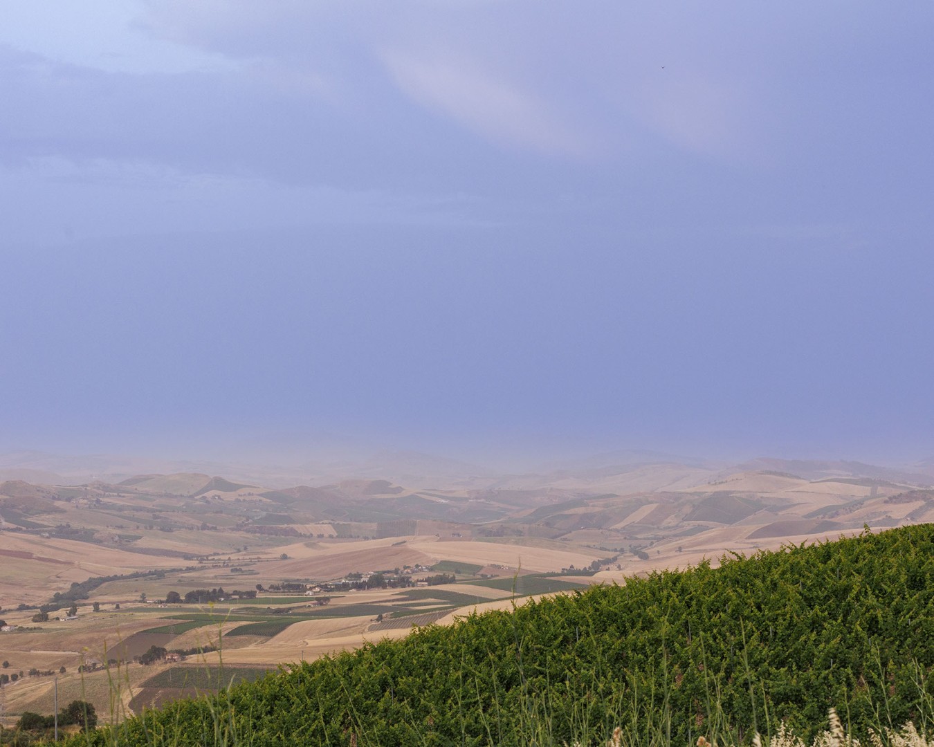 LIBERA TERRA MEDITERRANEA - VIGNE località KAGGIO (monreale) uvaggio carricante - Giugno 2021- (Ph © Giorgio Salvatori)