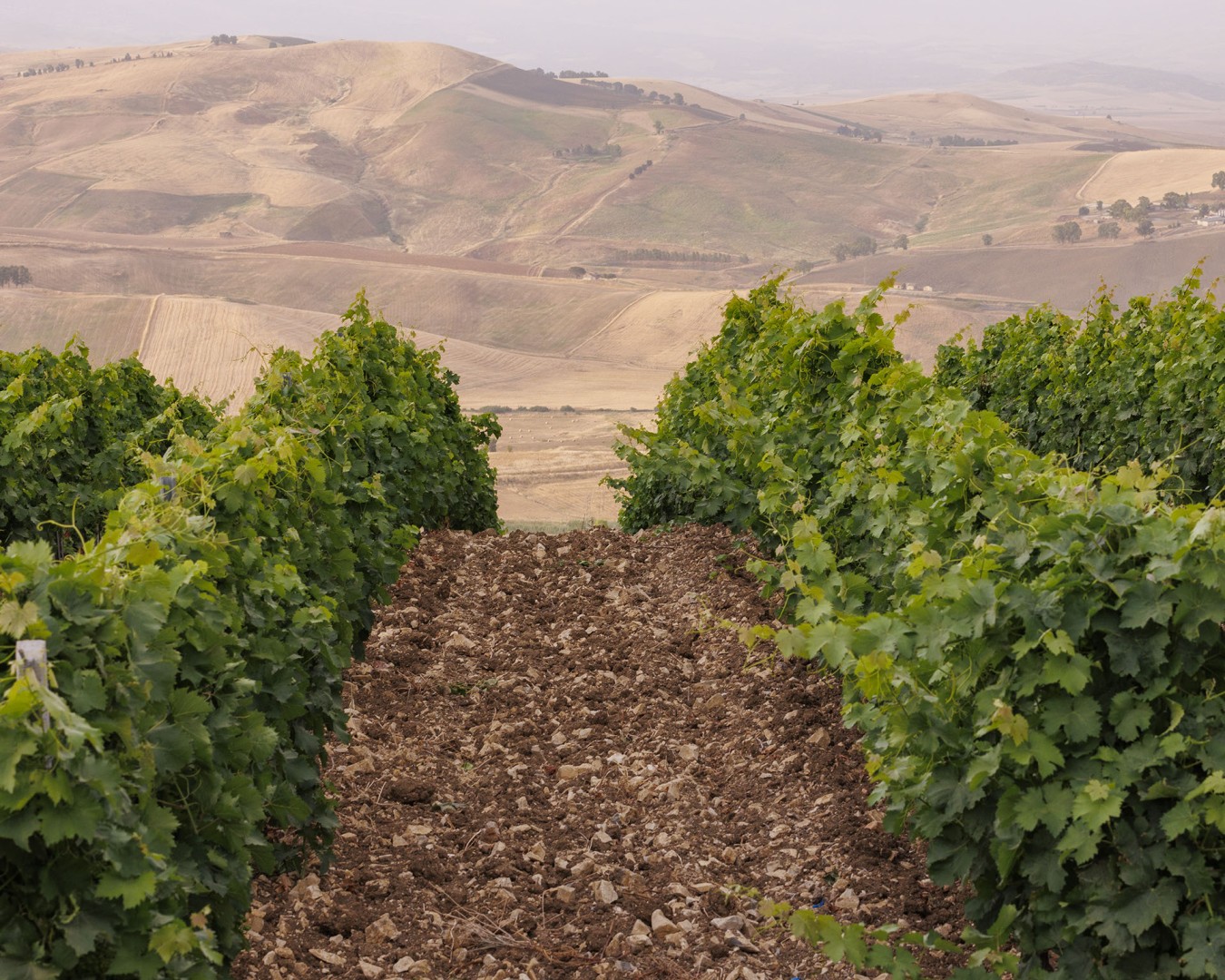 LIBERA TERRA MEDITERRANEA - VIGNE località KAGGIO (monreale) uvaggio carricante - Giugno 2021- (Ph © Giorgio Salvatori)
