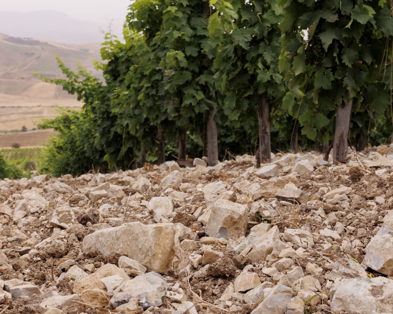 LIBERA TERRA MEDITERRANEA - VIGNE località KAGGIO (monreale) uvaggio carricante - Giugno 2021- (Ph © Giorgio Salvatori)