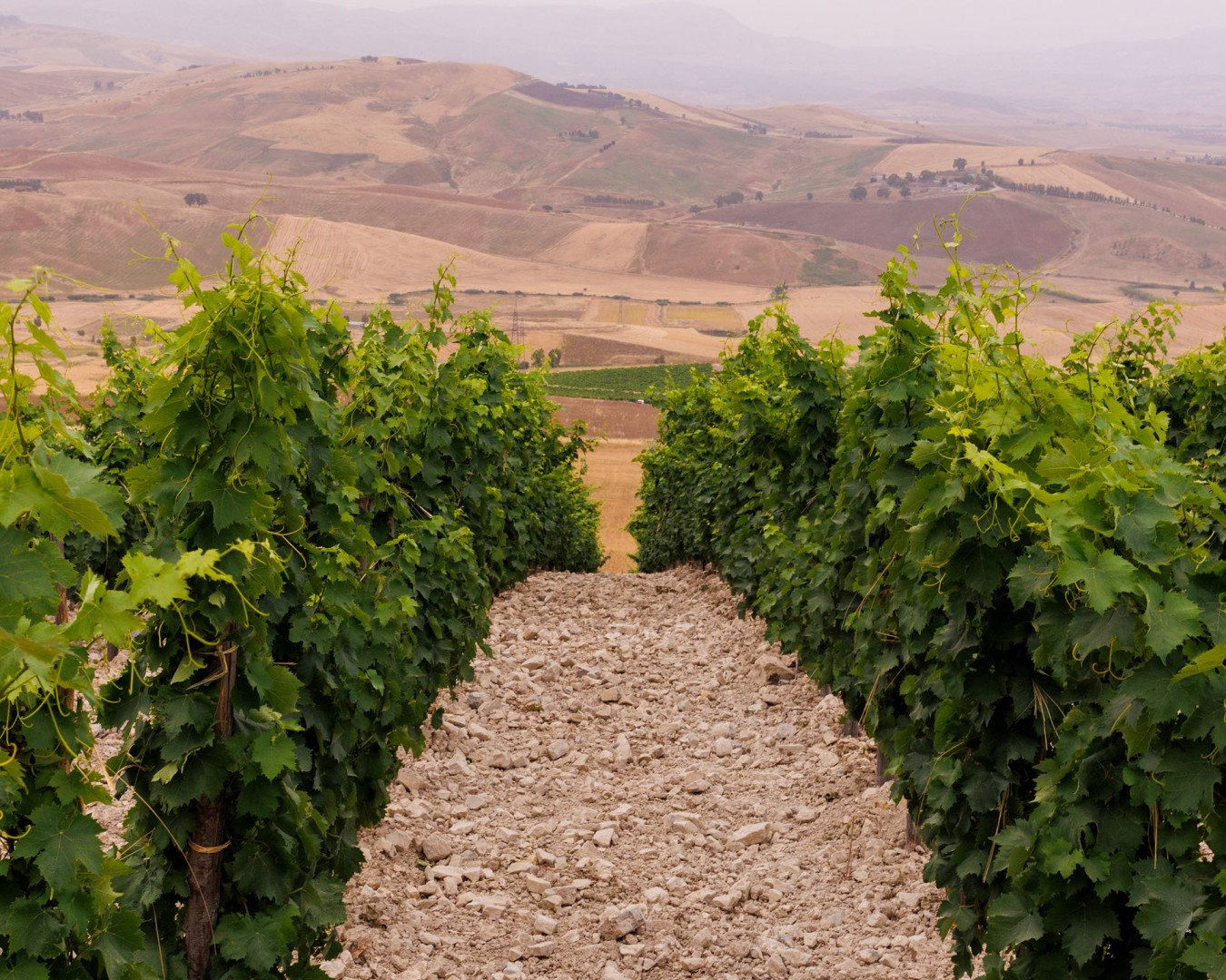 LIBERA TERRA MEDITERRANEA - VIGNE località KAGGIO (monreale) uvaggio carricante - Giugno 2021- (Ph © Giorgio Salvatori)