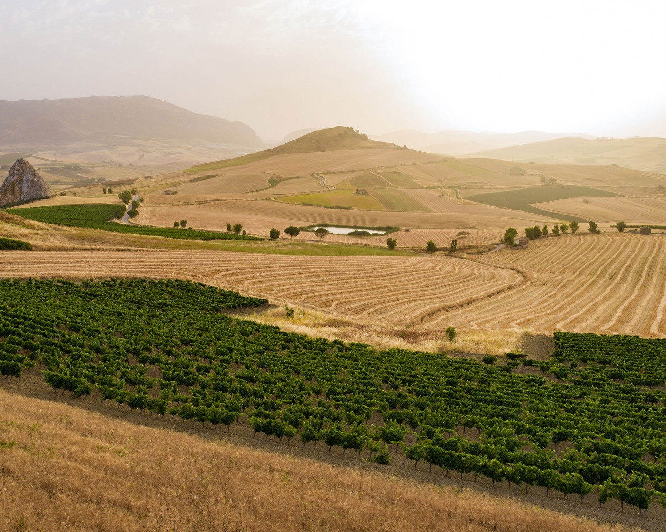 PIETRALUNGA - Monreale  località reportage VIGNA  - vitigno Grillo - Giugno 2021 - Ph © Giorgio Salvatori - www,giorgiosalvatori.com