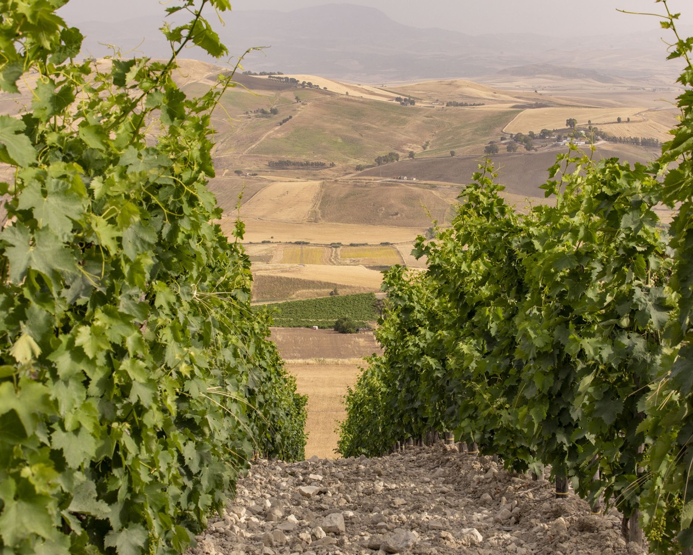 LIBERA TERRA MEDITERRANEA - VIGNE località KAGGIO (monreale) uvaggio carricante - Giugno 2021- (Ph © Giorgio Salvatori)