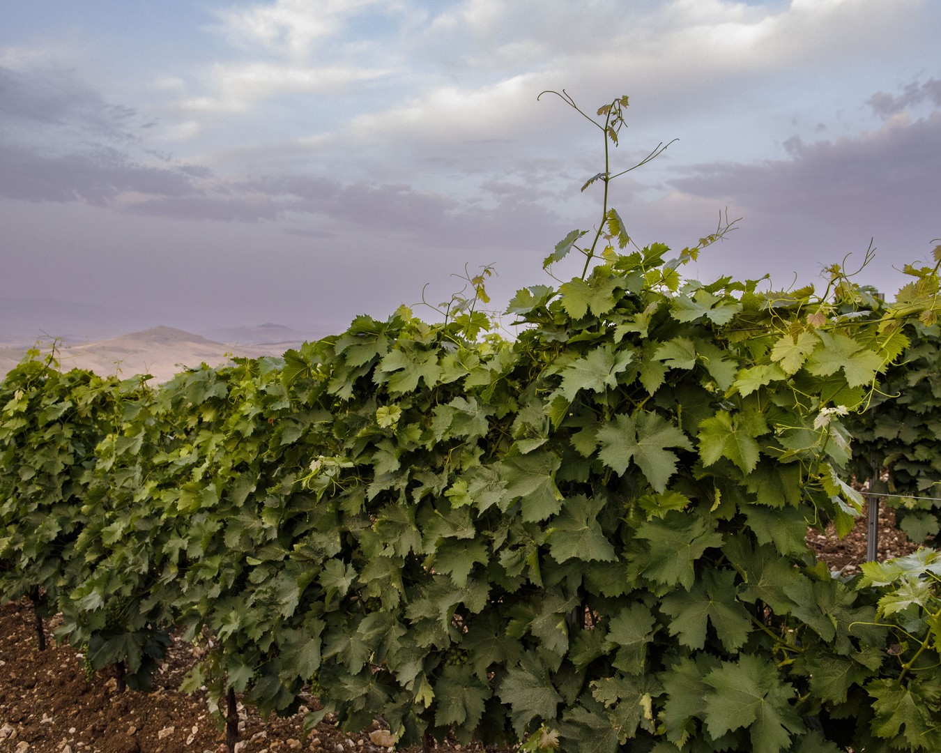 LIBERA TERRA MEDITERRANEA - VIGNE località KAGGIO (monreale) uvaggio carricante - Giugno 2021- (Ph © Giorgio Salvatori)