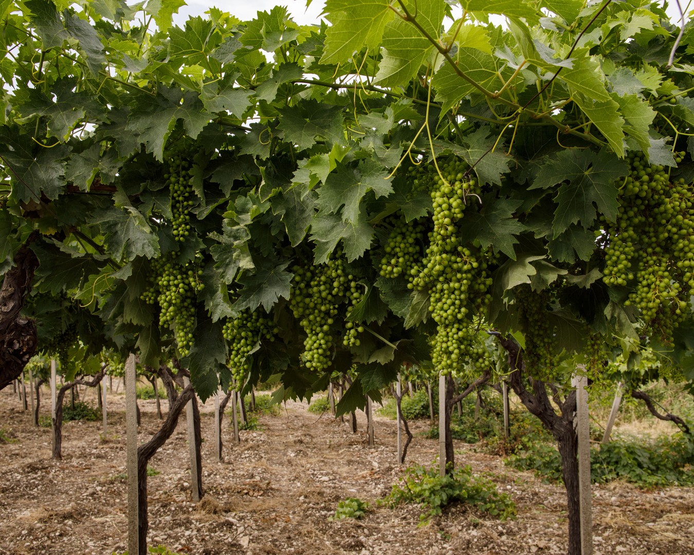 CERASA -  località reportage  - vitigno trebbiano a tendone e perricone a spalliera- alba - Giugno 2021 - Ph © Giorgio Salvatori - www,giorgiosalvatori.com