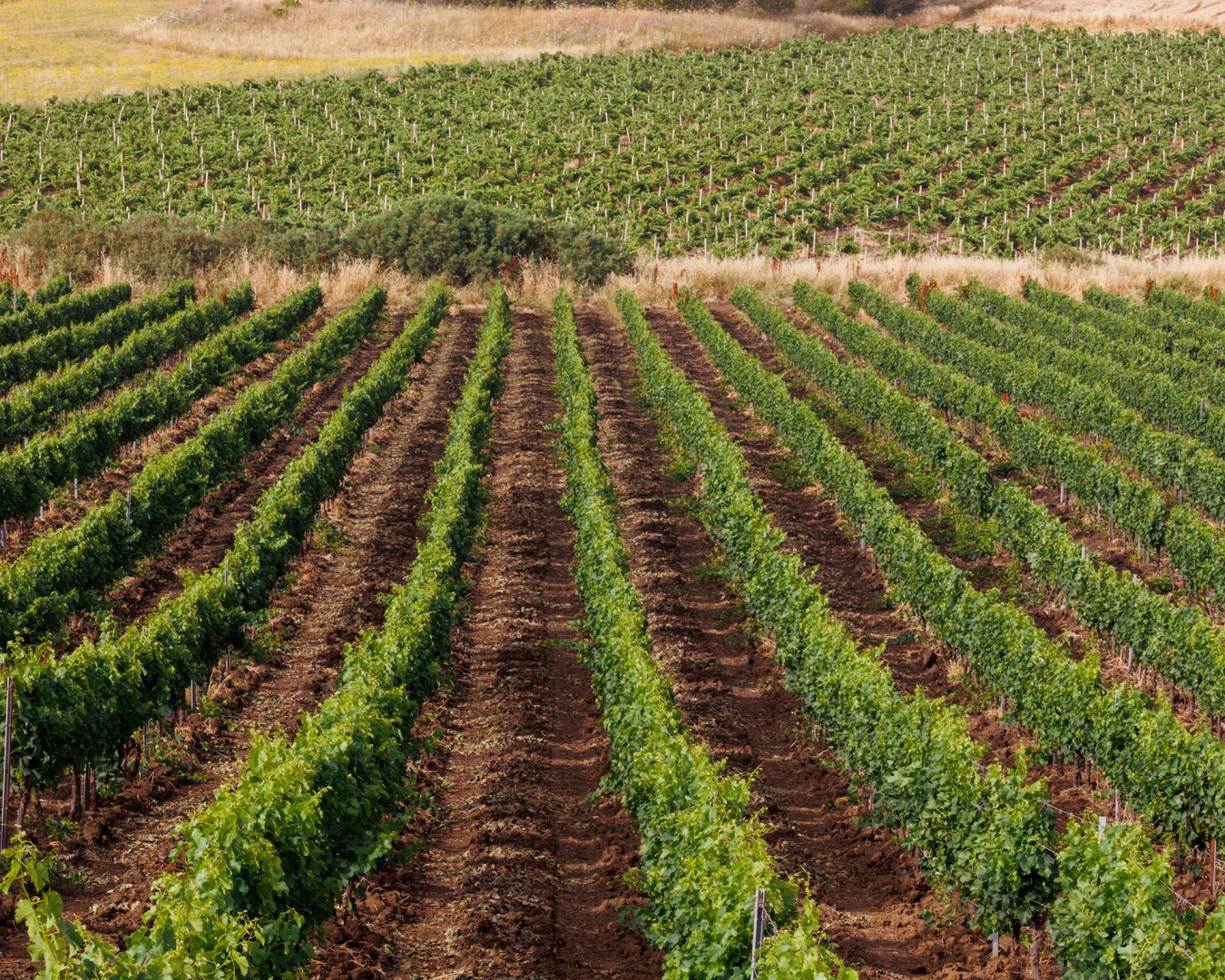 SALADINO - Monreale località reportage VIGNA - vitigno MERLOT - Giugno 2021 - Ph © Giorgio Salvatori - www,giorgiosalvatori.com