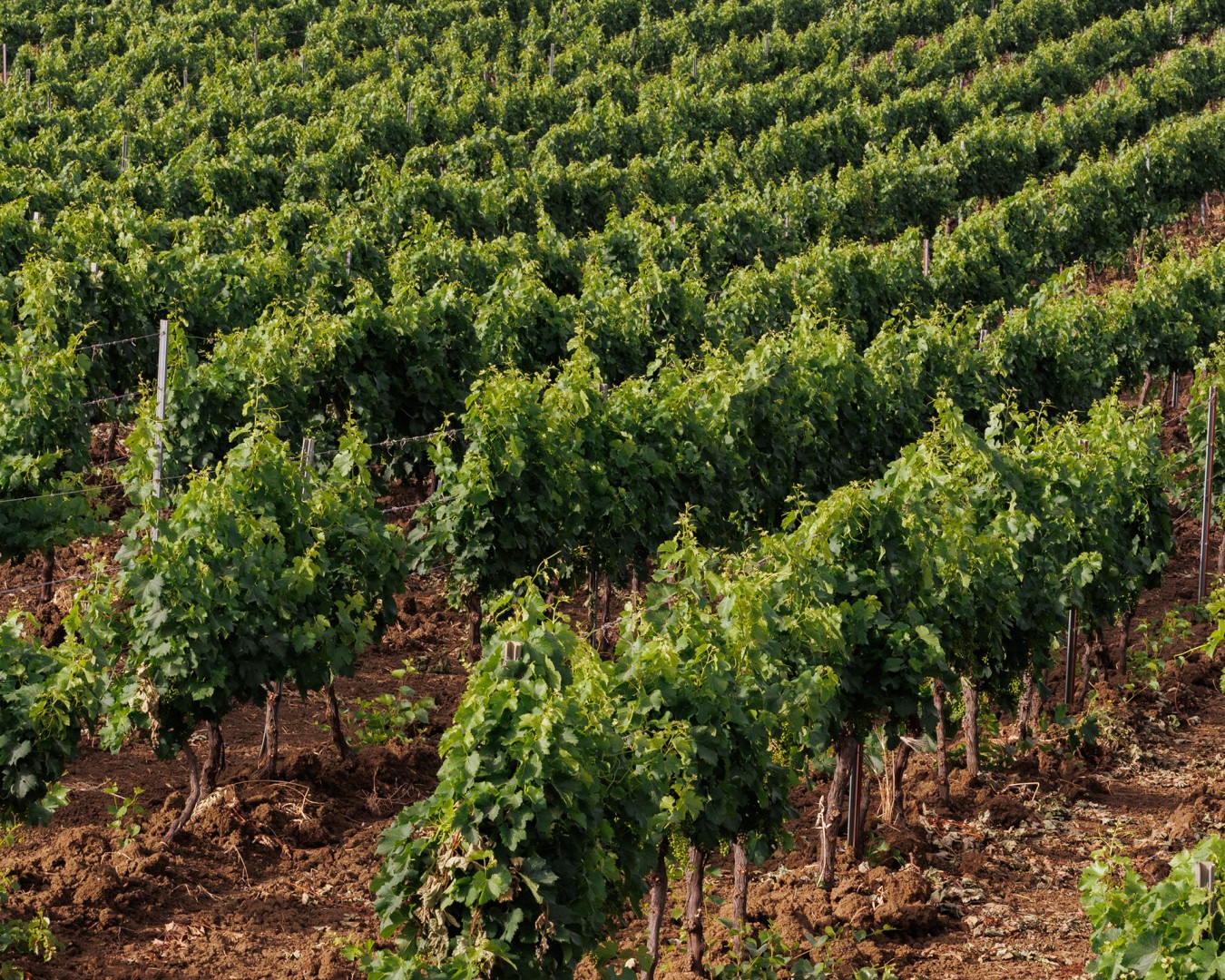 SALADINO - Monreale località reportage VIGNA - vitigno MERLOT - Giugno 2021 - Ph © Giorgio Salvatori - www,giorgiosalvatori.com