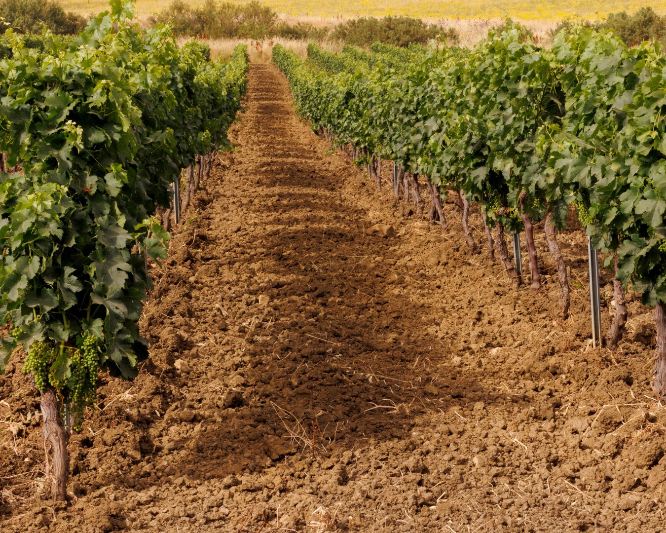 SALADINO - Monreale località reportage VIGNA - vitigno MERLOT - Giugno 2021 - Ph © Giorgio Salvatori - www,giorgiosalvatori.com