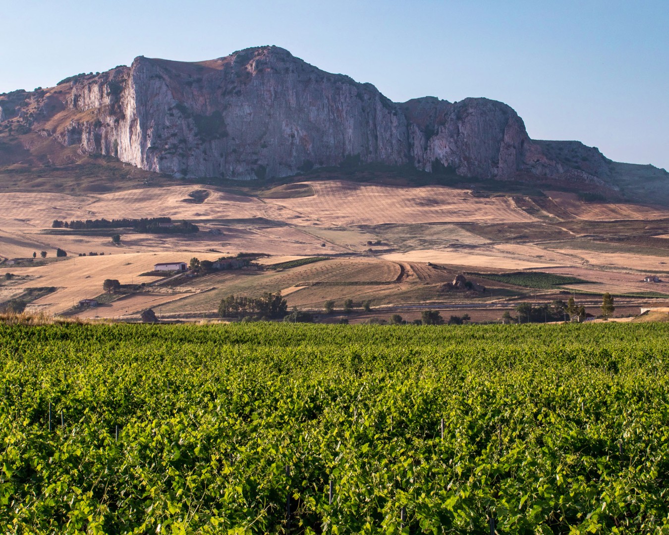 Reportage e Landscape fotografico Libera Terra - Sicilia Giugno 2017 - Ph © GIORGIO SALVATORI - nella foto vigna di Cyrah e Merlot a Contrada Pioppo, Monreale (PA)