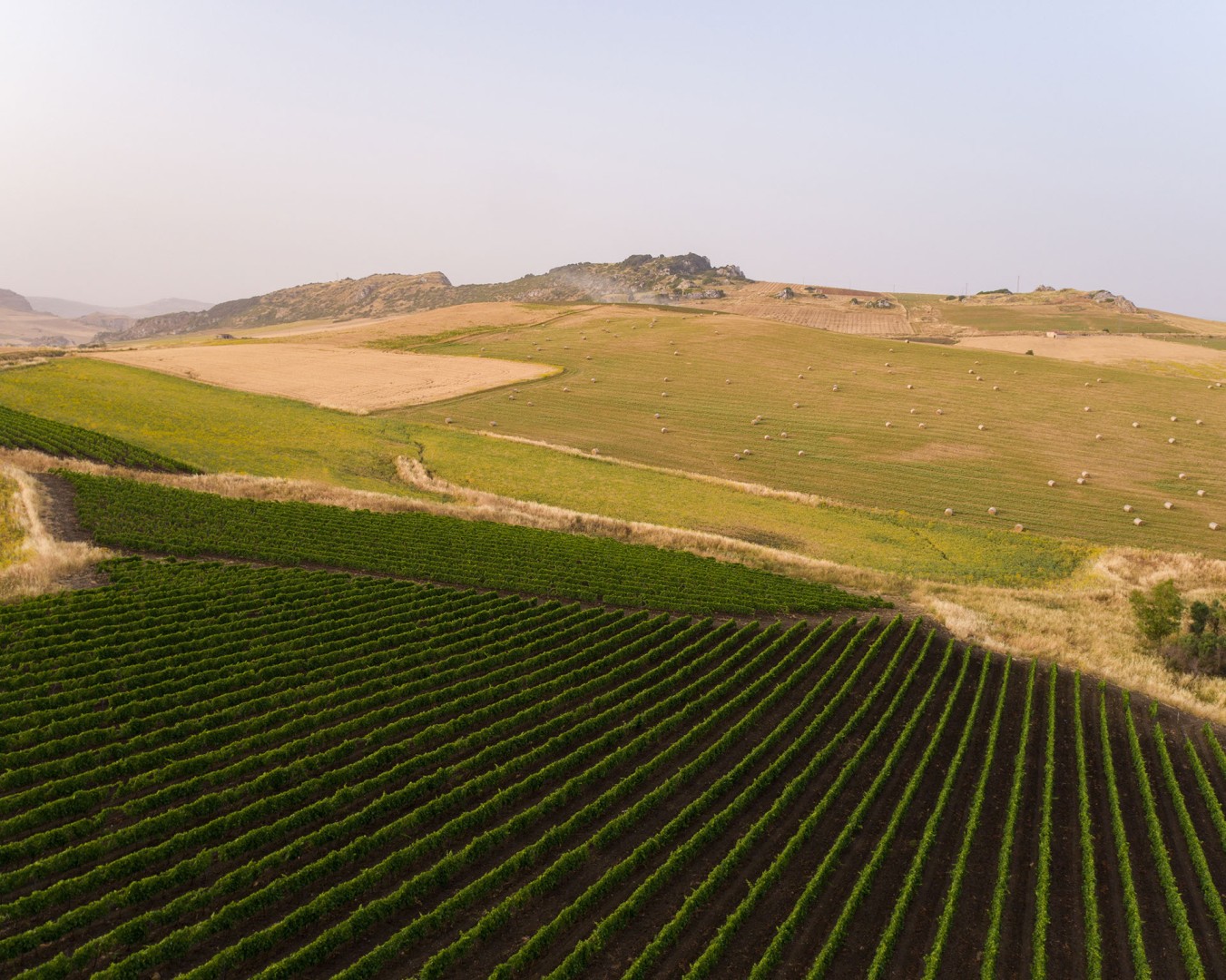 TAGLIAVIA_56