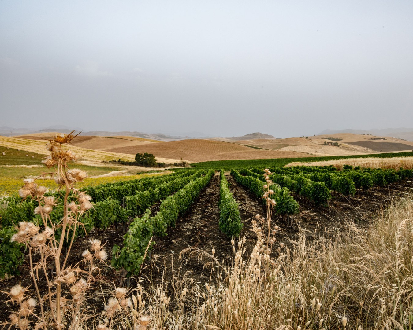 TAGLIAVIA_61