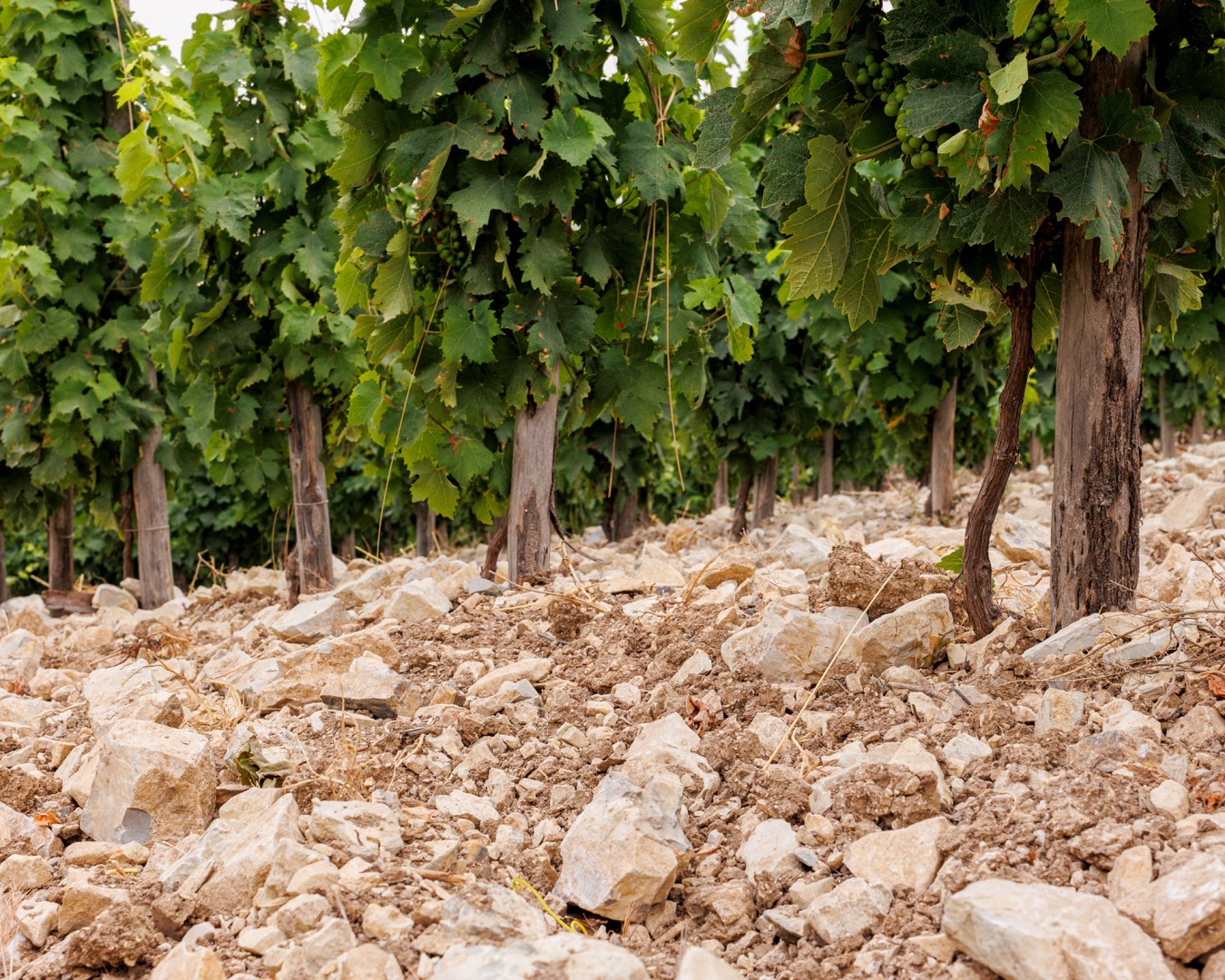 LIBERA TERRA MEDITERRANEA - VIGNE località KAGGIO (monreale) uvaggio carricante - Giugno 2021- (Ph © Giorgio Salvatori)