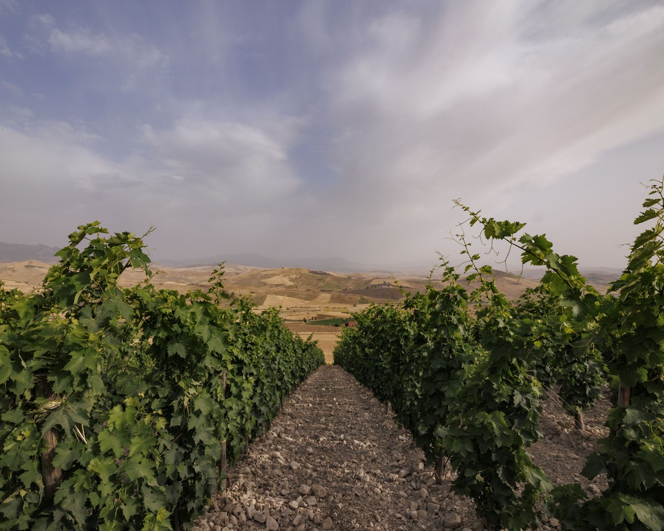 LIBERA TERRA MEDITERRANEA - VIGNE località KAGGIO (monreale) uvaggio carricante - Giugno 2021- (Ph © Giorgio Salvatori)