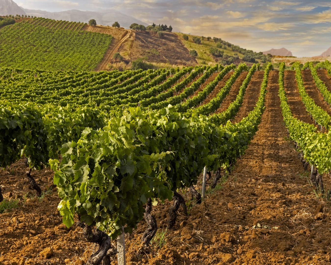 Terre rosse di Giabbascio_15