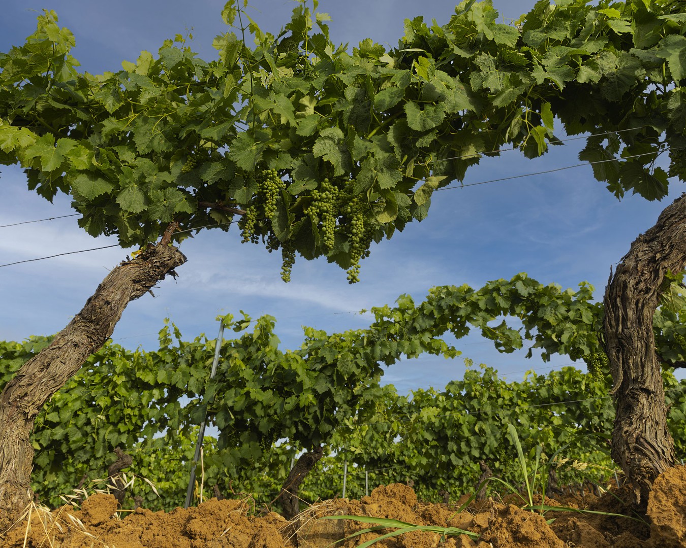 Terre rosse di Giabbascio_16