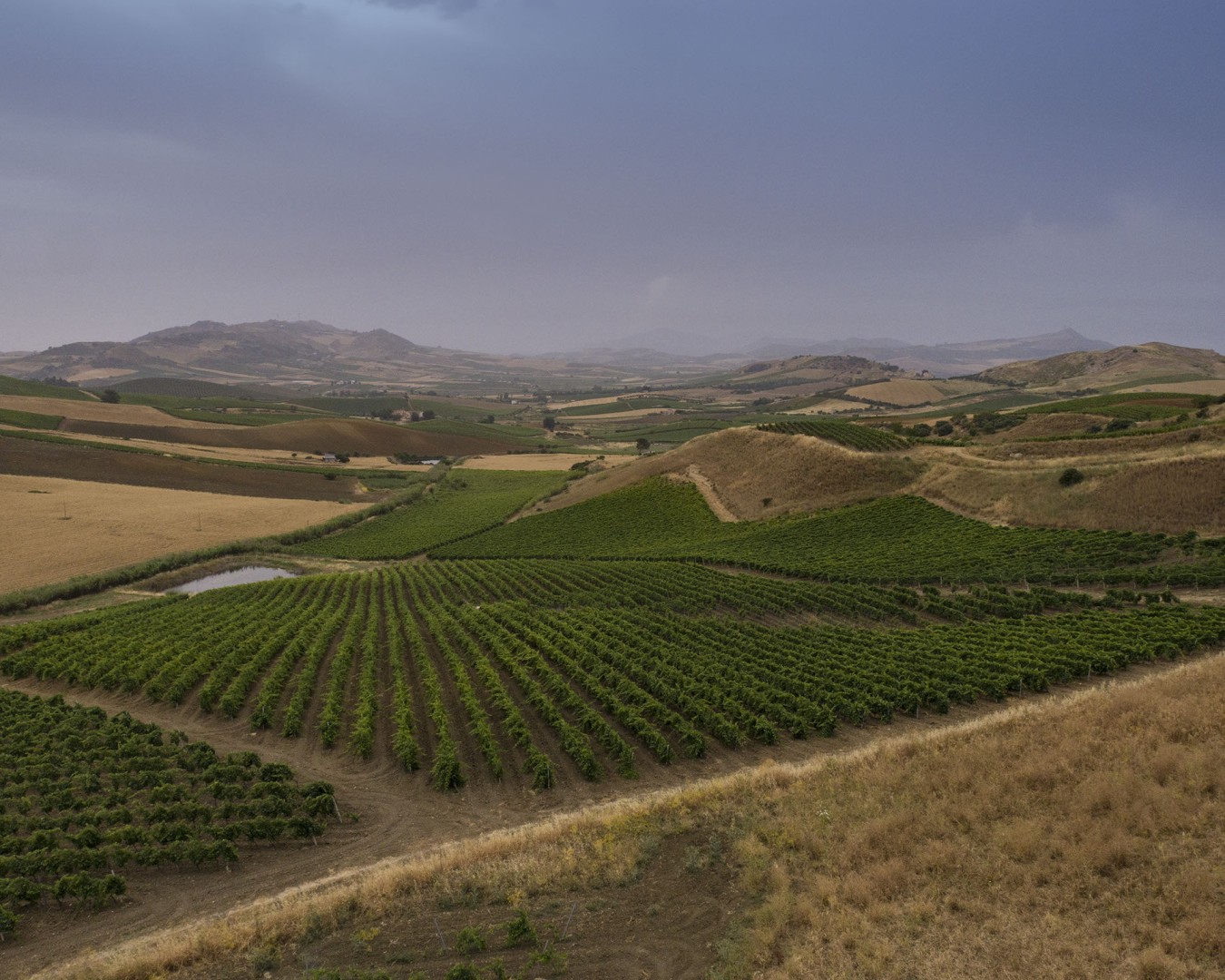 VERZANICA - Monreale località reportage VIGNA - vitigno MERLOT - Giugno 2021 - Ph © Giorgio Salvatori - www,giorgiosalvatori.com