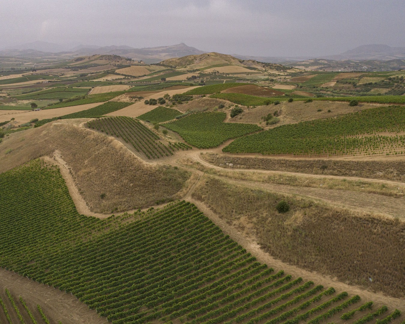 VERZANICA - Monreale località reportage VIGNA - vitigno MERLOT - Giugno 2021 - Ph © Giorgio Salvatori - www,giorgiosalvatori.com