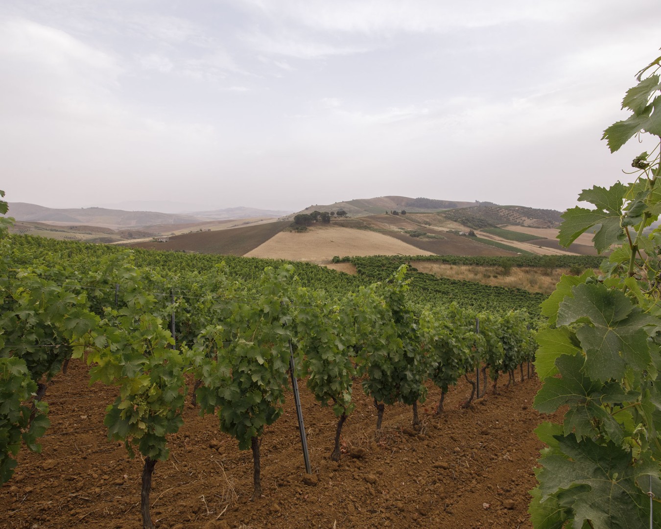 VERZANICA - Monreale località reportage VIGNA - vitigno MERLOT - Giugno 2021 - Ph © Giorgio Salvatori - www,giorgiosalvatori.com