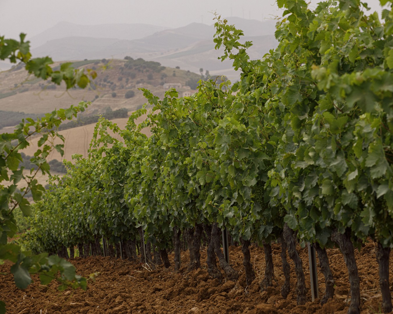 VERZANICA - Monreale località reportage VIGNA - vitigno MERLOT - Giugno 2021 - Ph © Giorgio Salvatori - www,giorgiosalvatori.com
