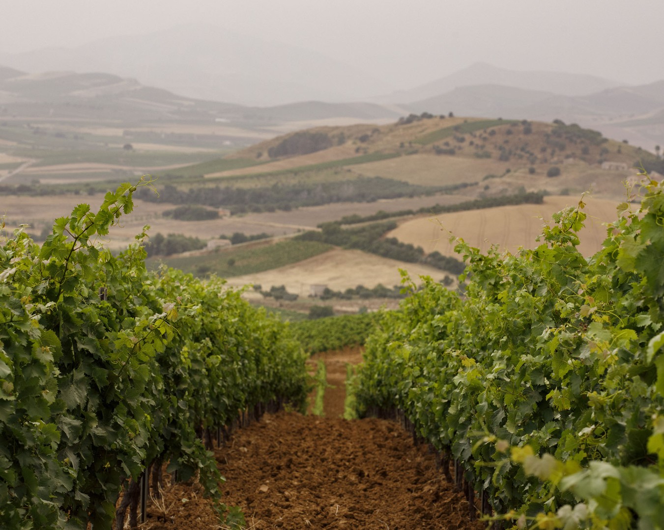 VERZANICA - Monreale località reportage VIGNA - vitigno MERLOT - Giugno 2021 - Ph © Giorgio Salvatori - www,giorgiosalvatori.com