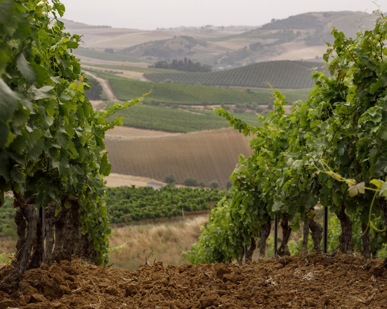 VERZANICA - Monreale località reportage VIGNA - vitigno MERLOT - Giugno 2021 - Ph © Giorgio Salvatori - www,giorgiosalvatori.com