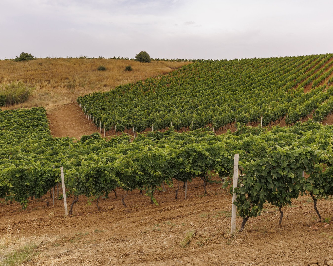 VERZANICA - Monreale località reportage VIGNA - vitigno MERLOT - Giugno 2021 - Ph © Giorgio Salvatori - www,giorgiosalvatori.com