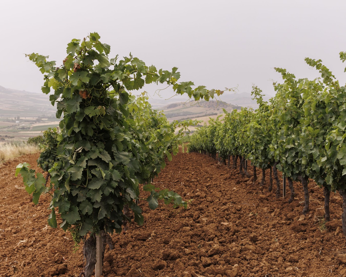 VERZANICA - Monreale località reportage VIGNA - vitigno MERLOT - Giugno 2021 - Ph © Giorgio Salvatori - www,giorgiosalvatori.com